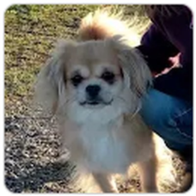 Chien de Audrey Bigay