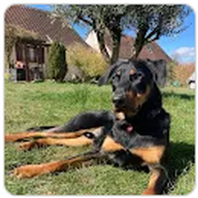 Chien de Karine Woronowskejj