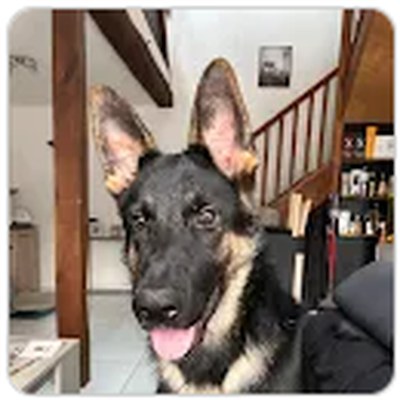 Chien de Jonathan Bissonnier