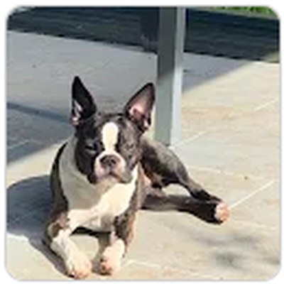 Chien de Corine Lunéville