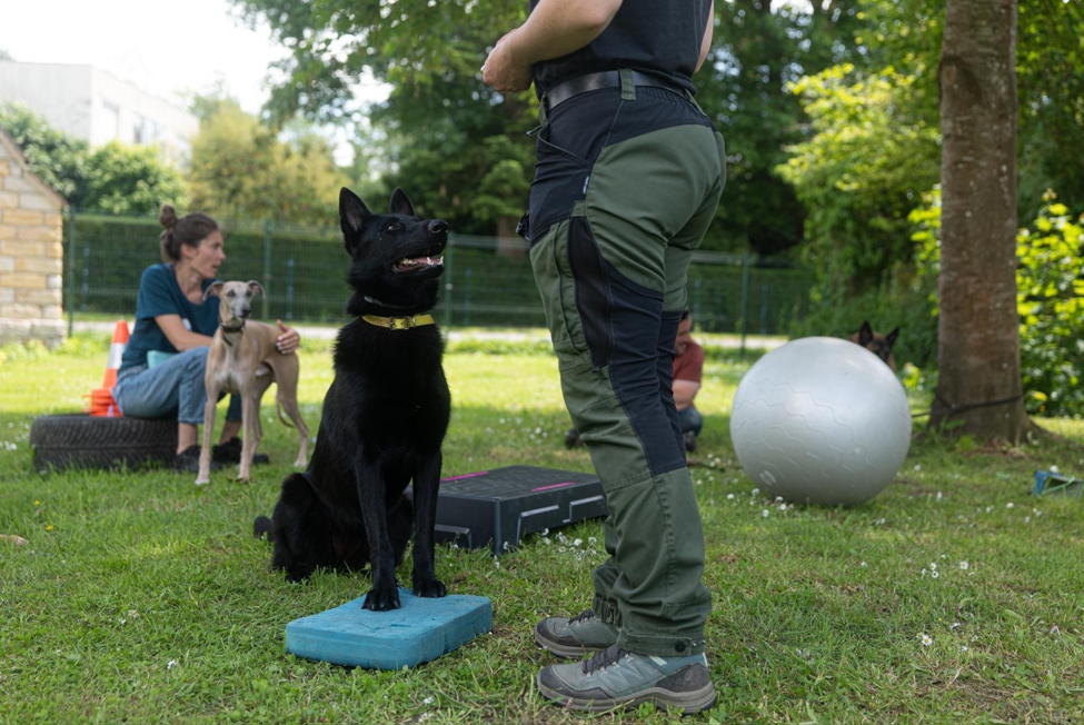 Loisirs et perfectionnement canine — accompagnement Pop'educ