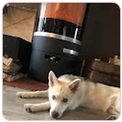 Chien de Laetitia Dagois